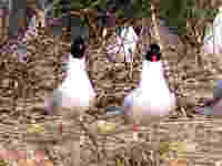 Cliquer sur la photo pour l'agrandir