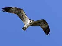 Cliquer pour l’agrandir