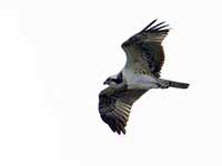 Cliquer pour l’agrandir