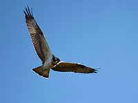 Cliquer pour l’agrandir