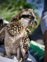 cliquer sur la photo pour l'agrandir