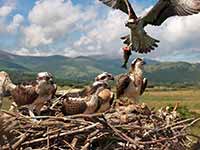 cliquer sur la photo pour l'agrandir