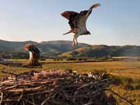 cliquer sur la photo pour l'agrandir