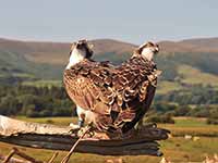 cliquer sur la photo pour l'agrandir