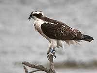 cliquer sur la photo pour l'agrandir