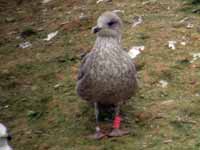 25·1·13, cliquer sur la photo pour l'agrand