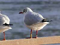 cliquer sur la photo pour l'agrandir