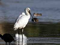 cliquer sur la photo pour l'agrandir