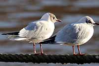 cliquer sur la photo pour l'agrandir