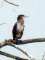 29·11·15, cliquer pour agrandir l'image