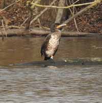 23·12·15, cliquer pour agrandir l'image