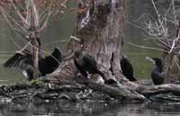 cliquer pour agrandir l'image