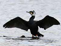 cliquer pour agrandir l'image