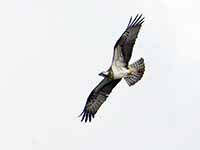 Cliquer pour l’agrandir